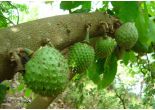Guanabana_Graviola