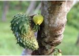 Guanabana_Graviola