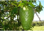 Guanabana_Graviola