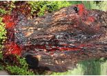 Sangre de Drago